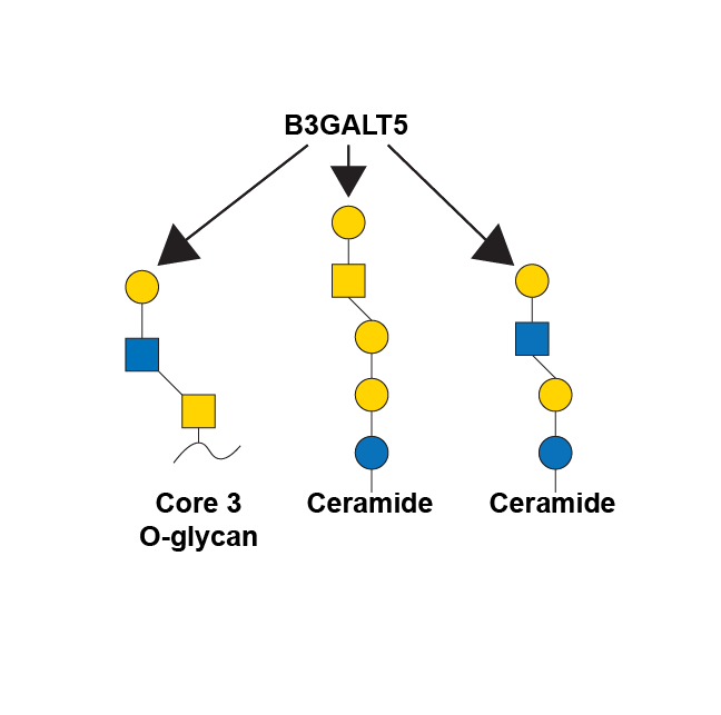 Reaction scheme for B3GALT5
