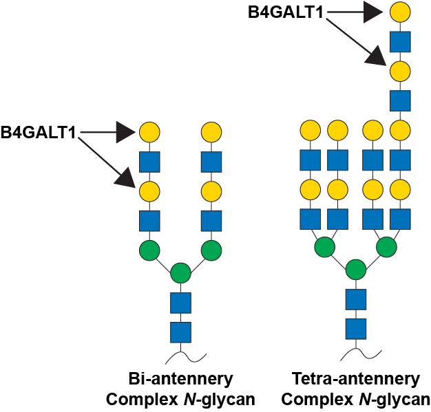 Reaction scheme for B4GALT1