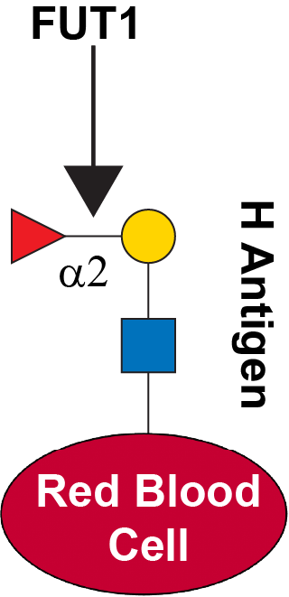 Reaction scheme for FUT1