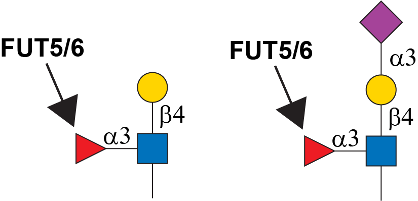 Reaction scheme for FUT5