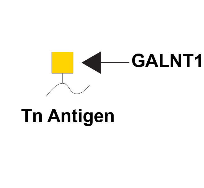 Reaction scheme for GALNT1