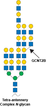 Reaction scheme for GCNT2B