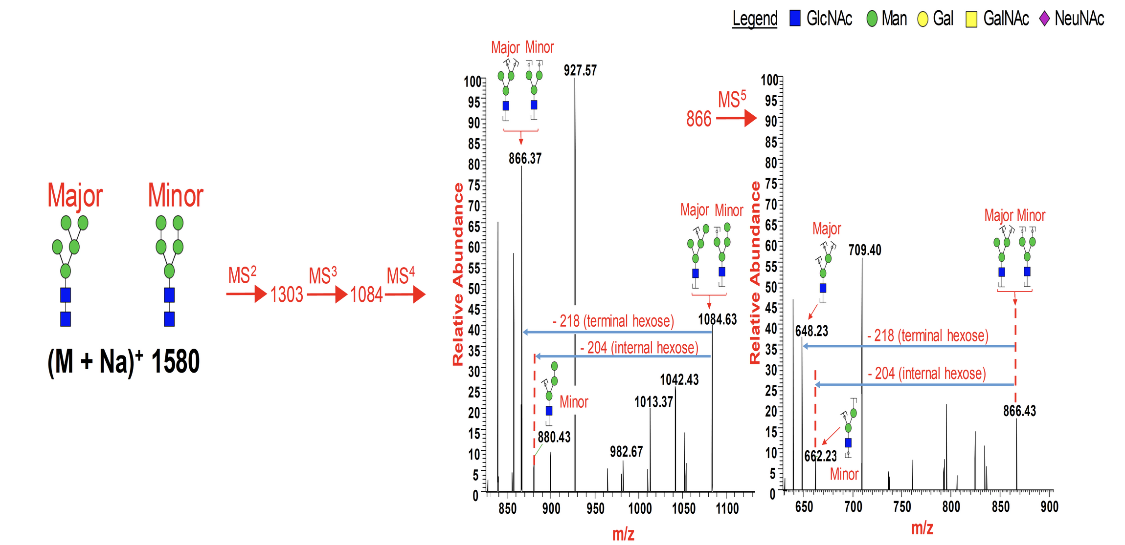 Mass spectrometry analysis of glycan structure with annotated peaks and fragmentation pathways, showing major and minor isomers and a glycan composition of (M + Na)+ 1580.