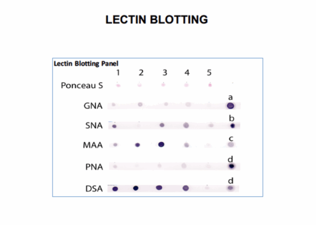 A lectin blotting panel showing five samples with varying intensities of dots for Ponceau S, GNA, SNA, MAA, PNA, and DSA across rows and columns.
