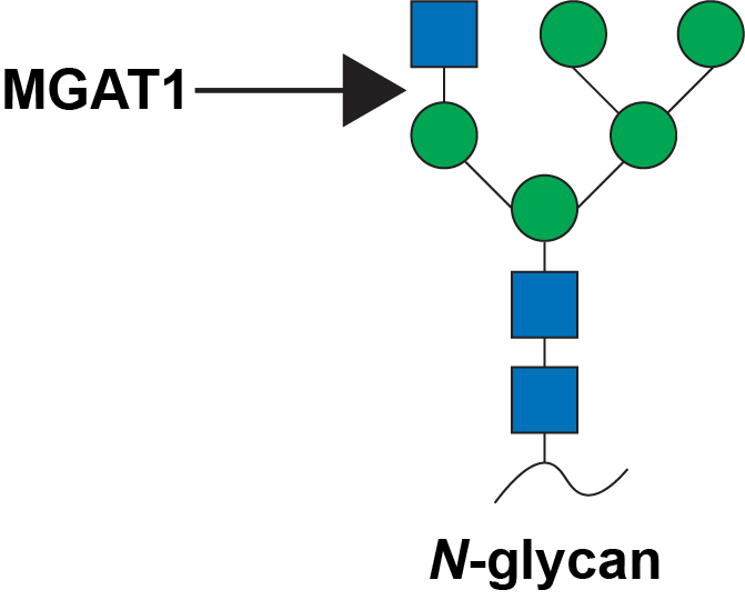 Reaction scheme for MGAT1
