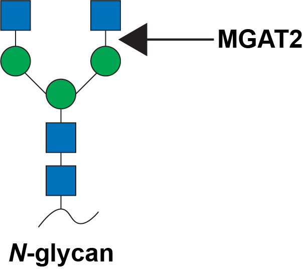 Reaction scheme for MGAT2