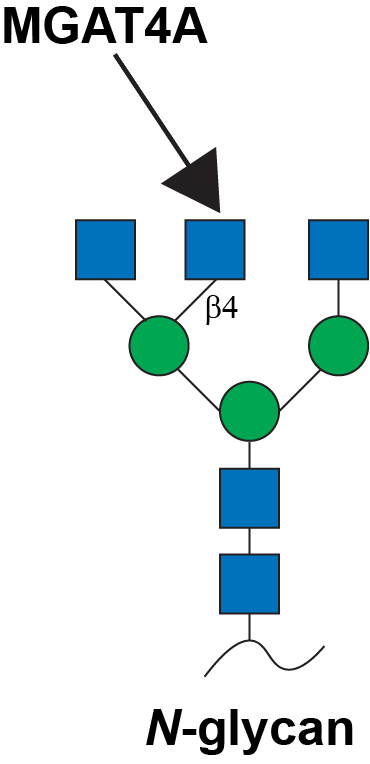 Reaction scheme for MGAT4A