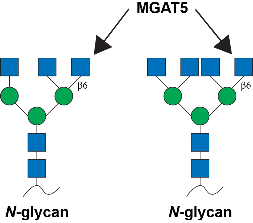 Reaction scheme for MGAT5