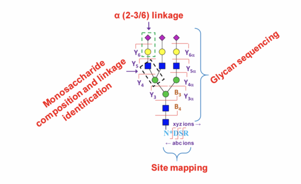Diagram showing glycan structure analysis, including linkage type, glycan sequencing, site mapping, and monosaccharide composition and linkage identification.