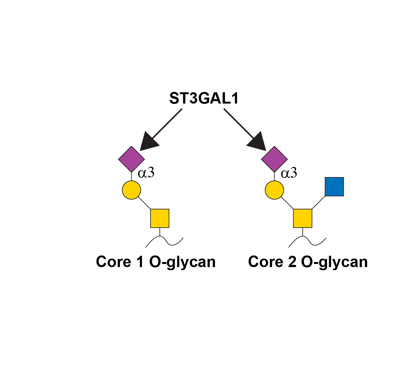 Reaction scheme for ST3GAL1