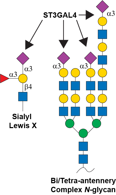 Reaction scheme for ST3GAL4