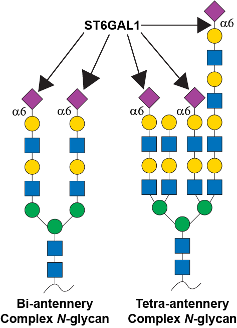Reaction scheme for ST6GAL1
