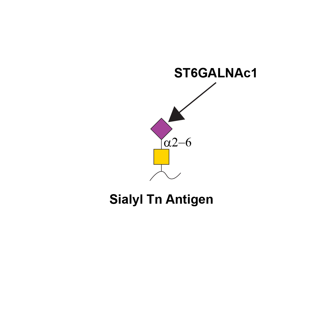 Reaction scheme for ST6GALNAC1
