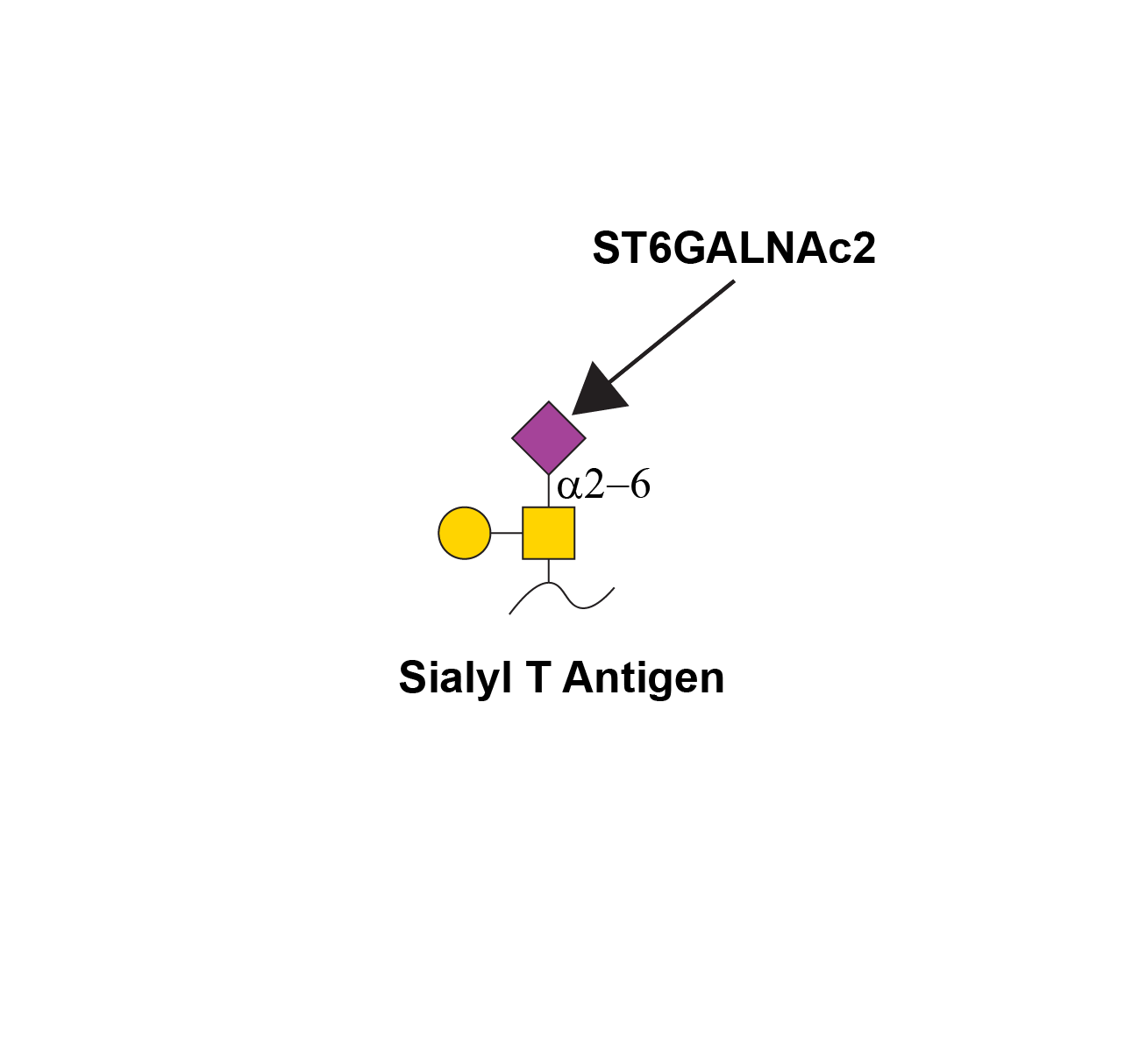 Reaction scheme for ST6GALNAC2