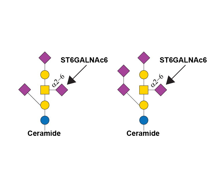 Reaction scheme for ST6GALNAC6
