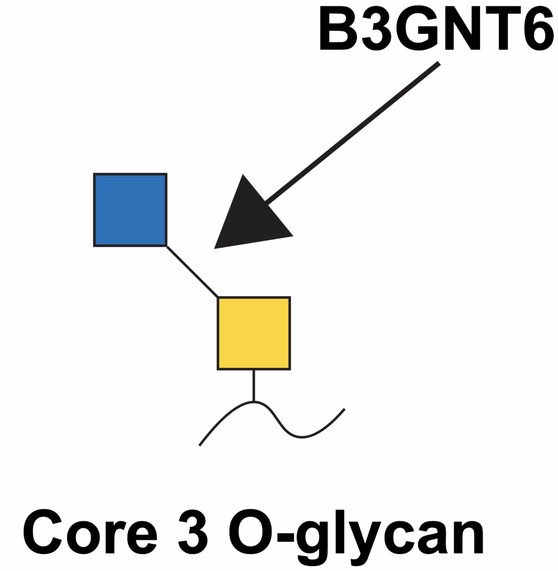 Reaction scheme for B3GNT6