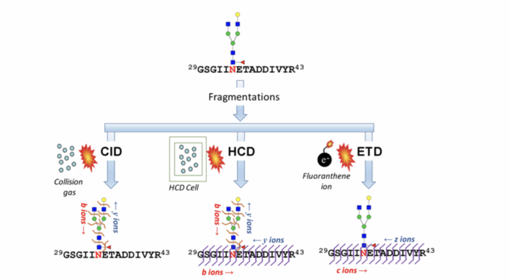 Diagram shows peptide fragmentation methods (CID, HCD, ETD) with resulting ion types (b, y, c, z) identified after each process. Peptide sequence and fragmentations are illustrated.