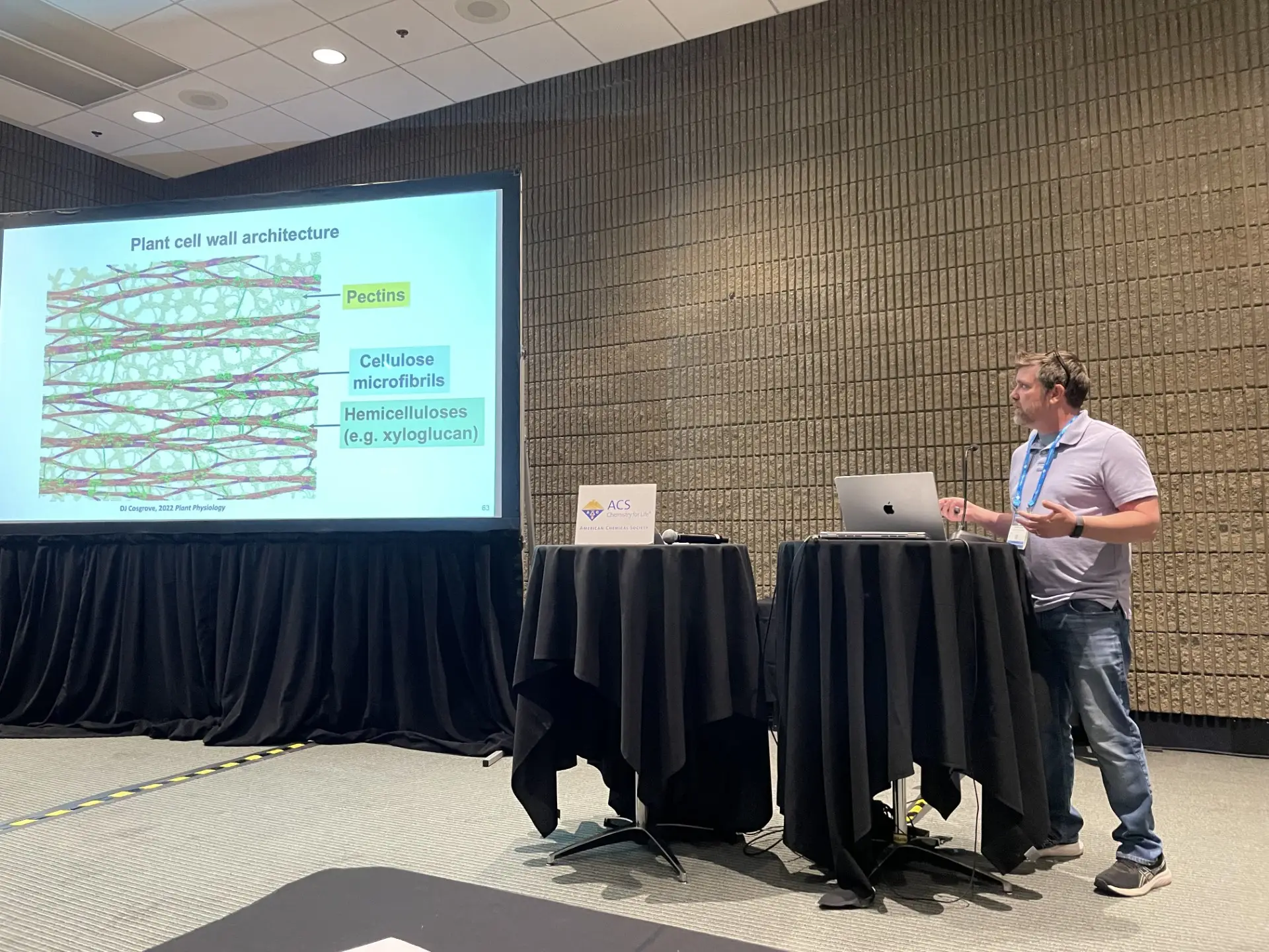 A researcher presenting a slide on plant cell wall architecture, labelling pectins, cellulose microfibrils and hemicelluloses.