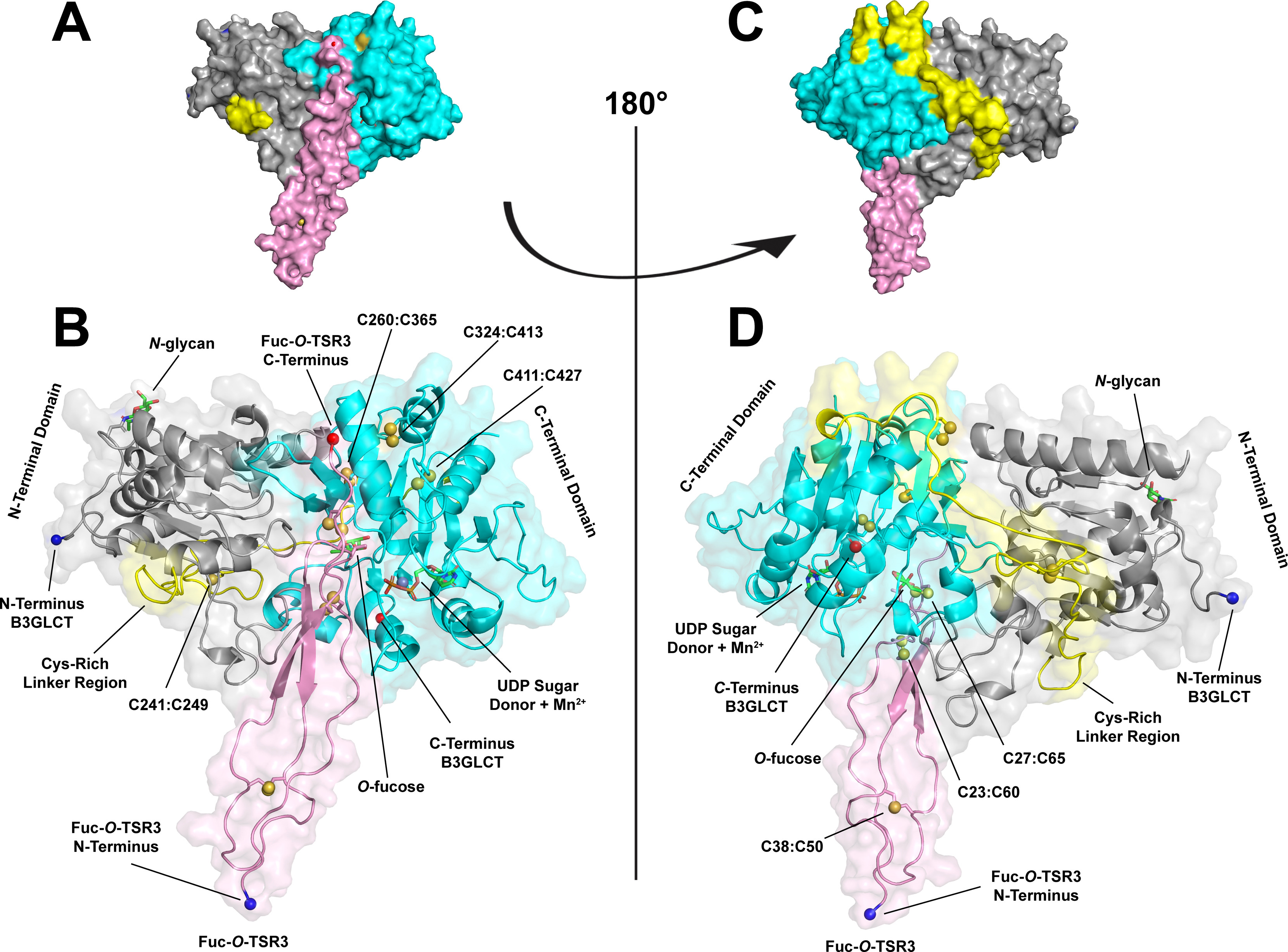 Four structural panels of B3GLCT bound to an O-fucosylated thrombospondin repeat: surface views rotated 180 degrees, and ribbon models labelling the N-terminal and C-terminal GT-A domains, the cysteine-rich linker, disulfide pairs, the O-fucose and the UDP sugar donor with manganese.
