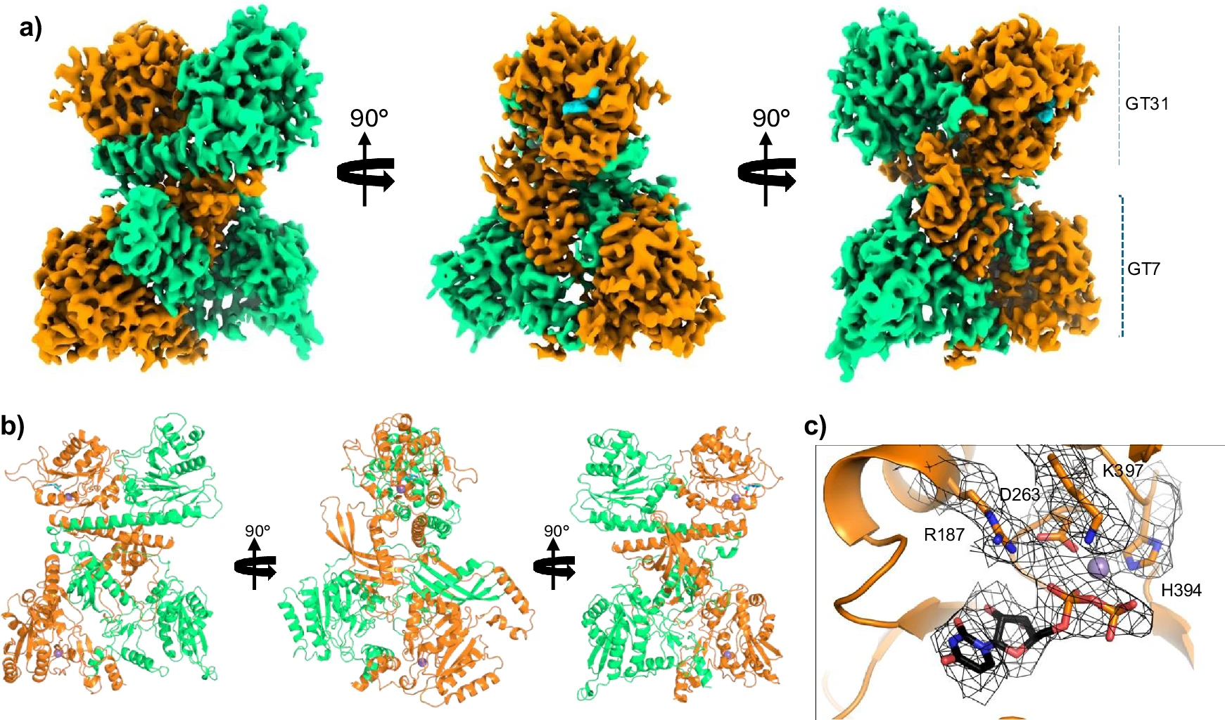 Cryo-EM density maps of the CHSY3-CHPF1 complex in three orthogonal views with the GT31 and GT7 regions bracketed, matching ribbon models below, and a close-up of the active site showing R187, D263, K397 and H394 around the bound donor.