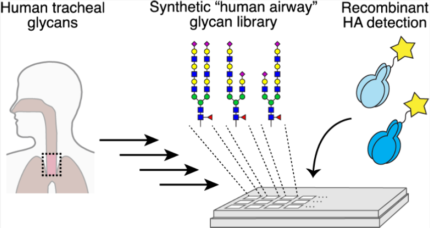 Diagram: human tracheal glycans feed a synthetic human-airway glycan library printed on an array, probed with fluorescently labelled recombinant influenza hemagglutinin.