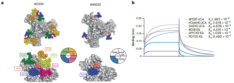 Molecular surface models of the BG505 and WIN332 HIV envelope trimers with glycan sites coloured, beside binding curves for six antibody precursors with their dissociation constants.
